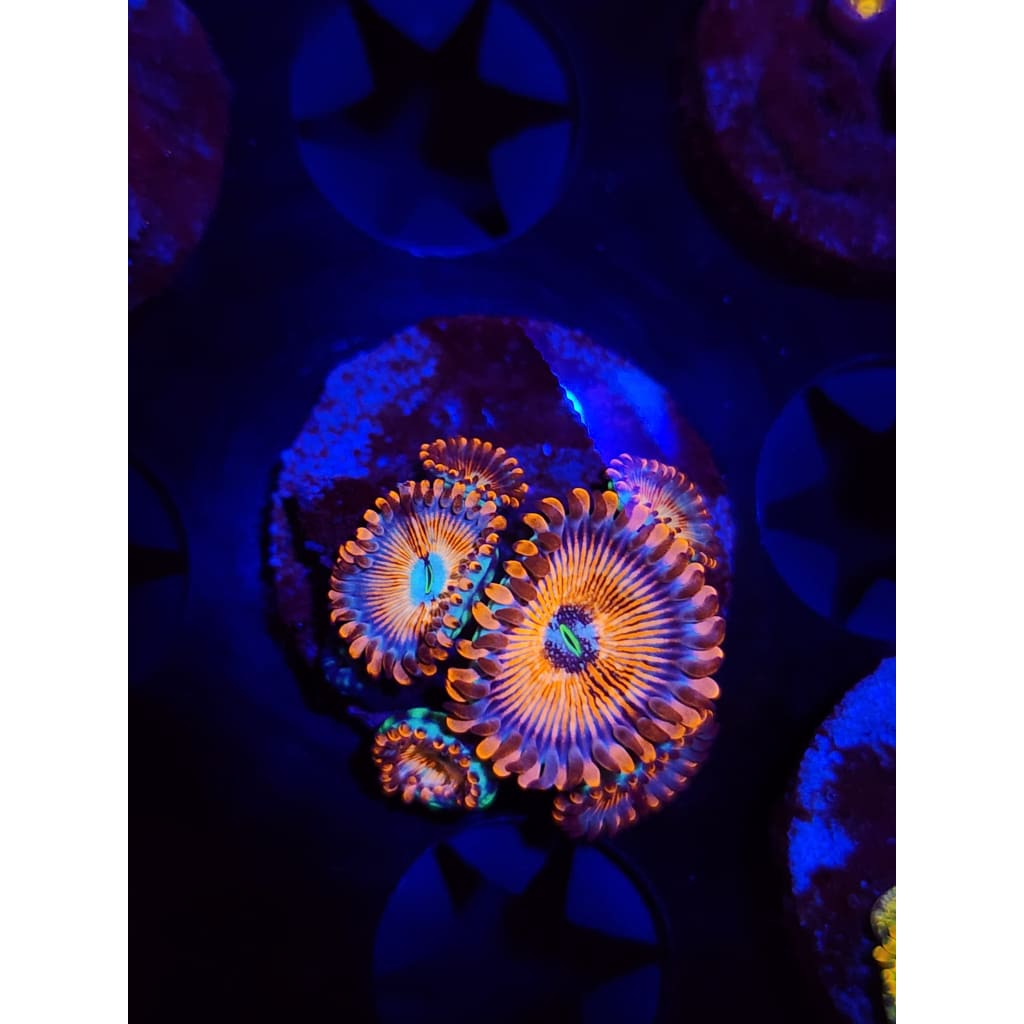 White Zombie Zoanthid Frag WYSIWYG!