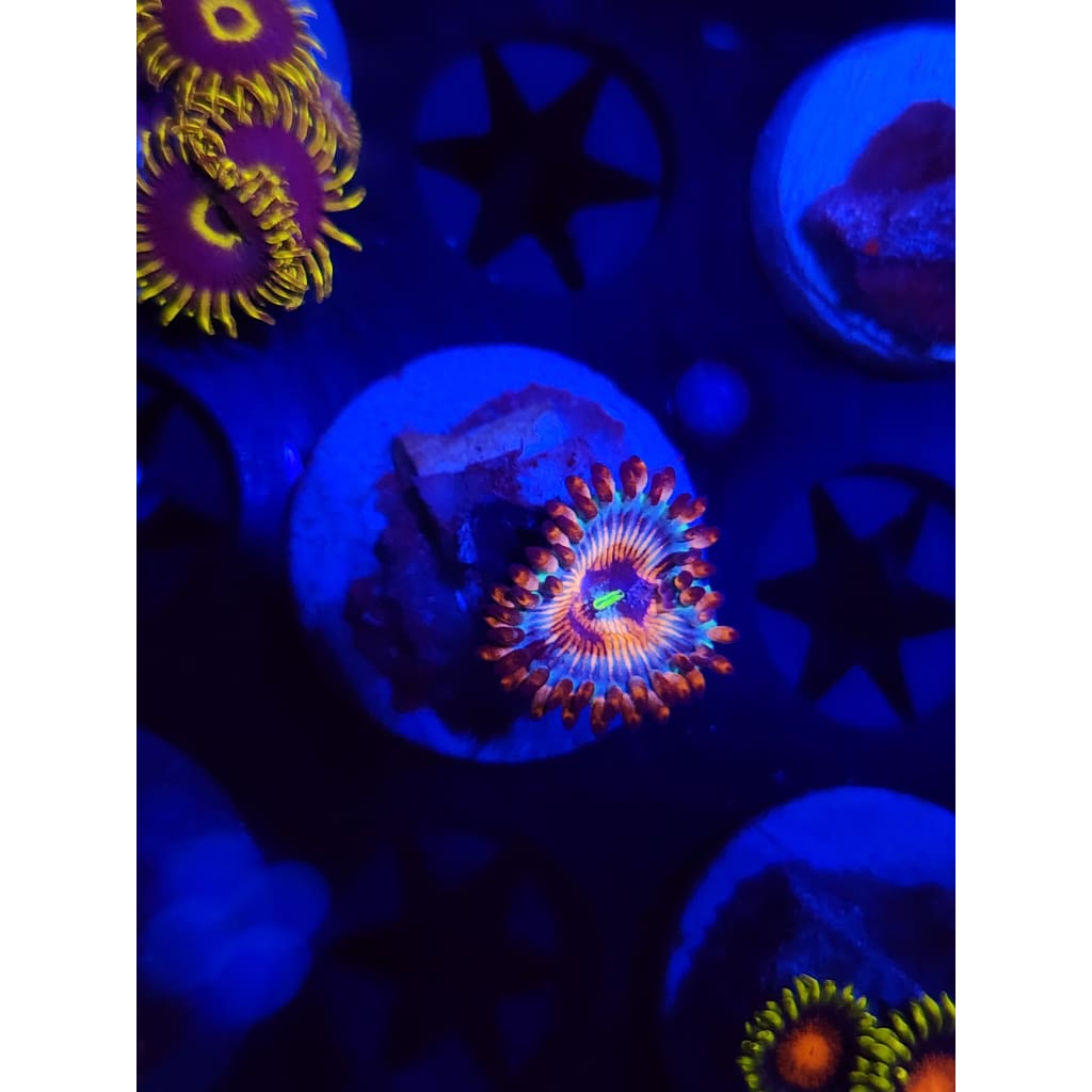 White Zombie Zoanthid Frag WYSIWYG!