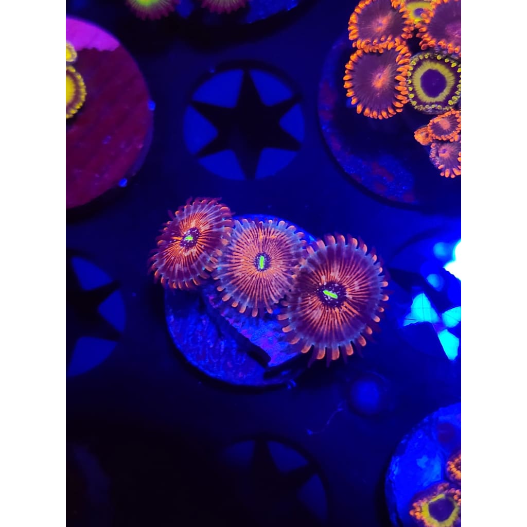 White Zombie Zoanthid Frag WYSIWYG!