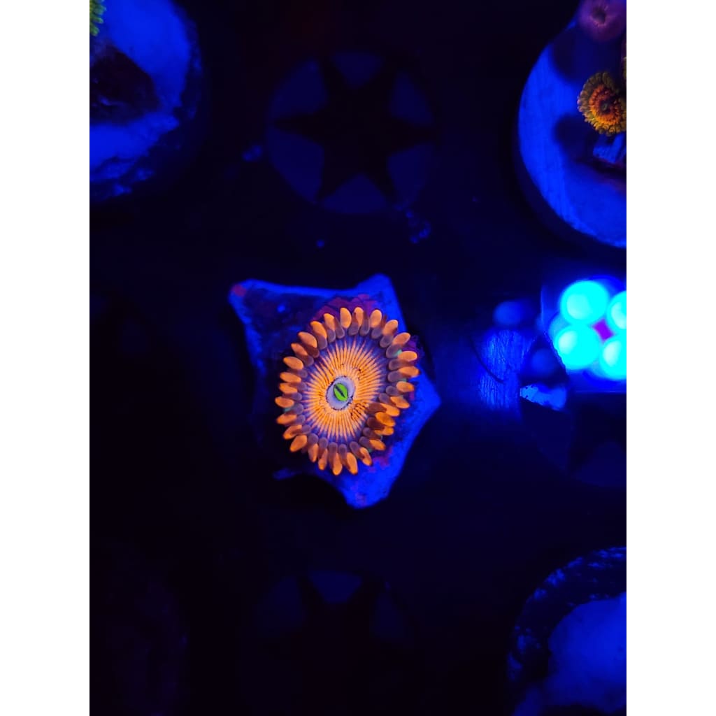 White Zombie Zoanthid Frag WYSIWYG!