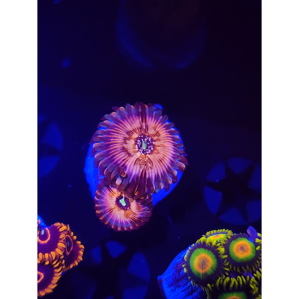 White Zombie Zoanthid Frag WYSIWYG!