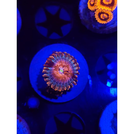 White Zombie Zoanthid Frag WYSIWYG!