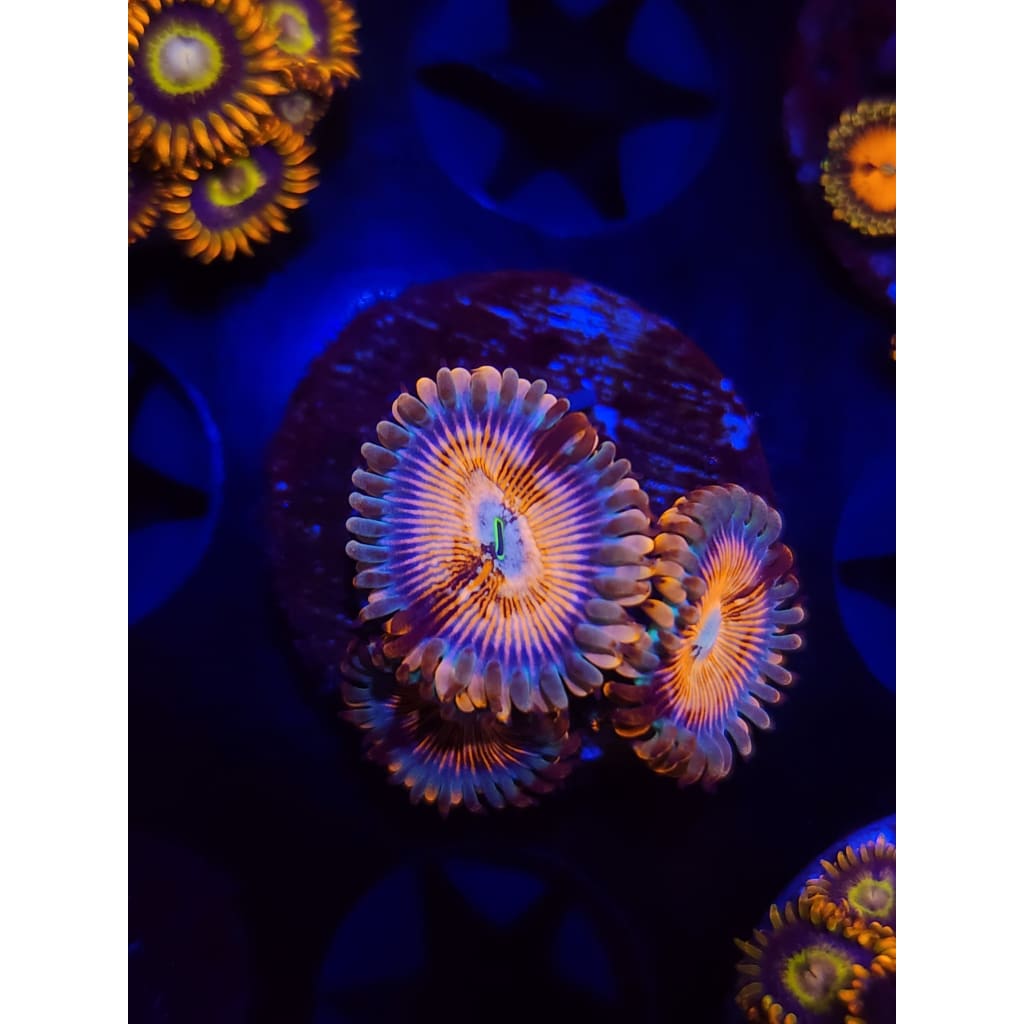 White Zombie Zoanthid Frag WYSIWYG!