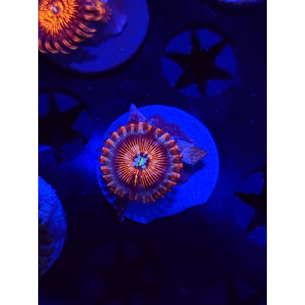White Zombie Zoanthid Frag WYSIWYG!