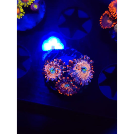 White Zombie Zoanthid Frag WYSIWYG!