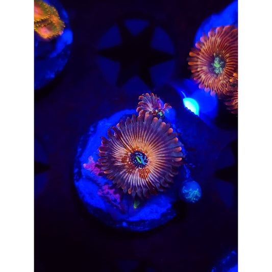 White Zombie Zoanthid Frag WYSIWYG!