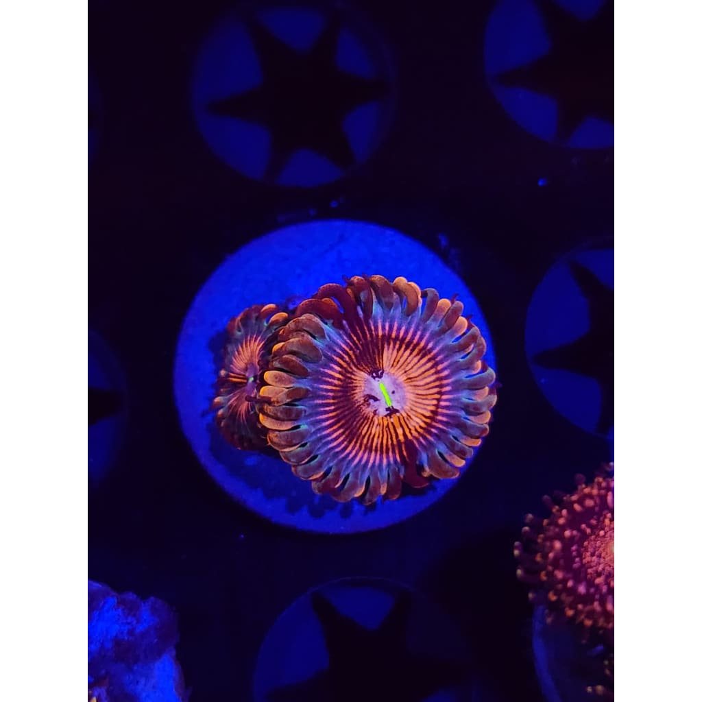White Zombie Zoanthid Frag WYSIYWG!