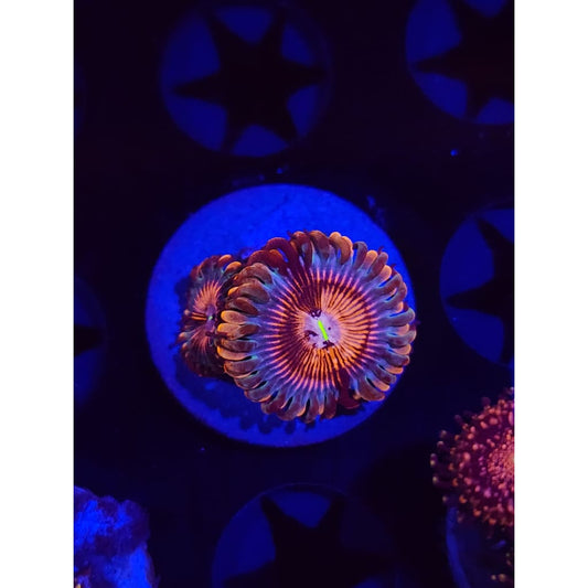 White Zombie Zoanthid Frag WYSIYWG!