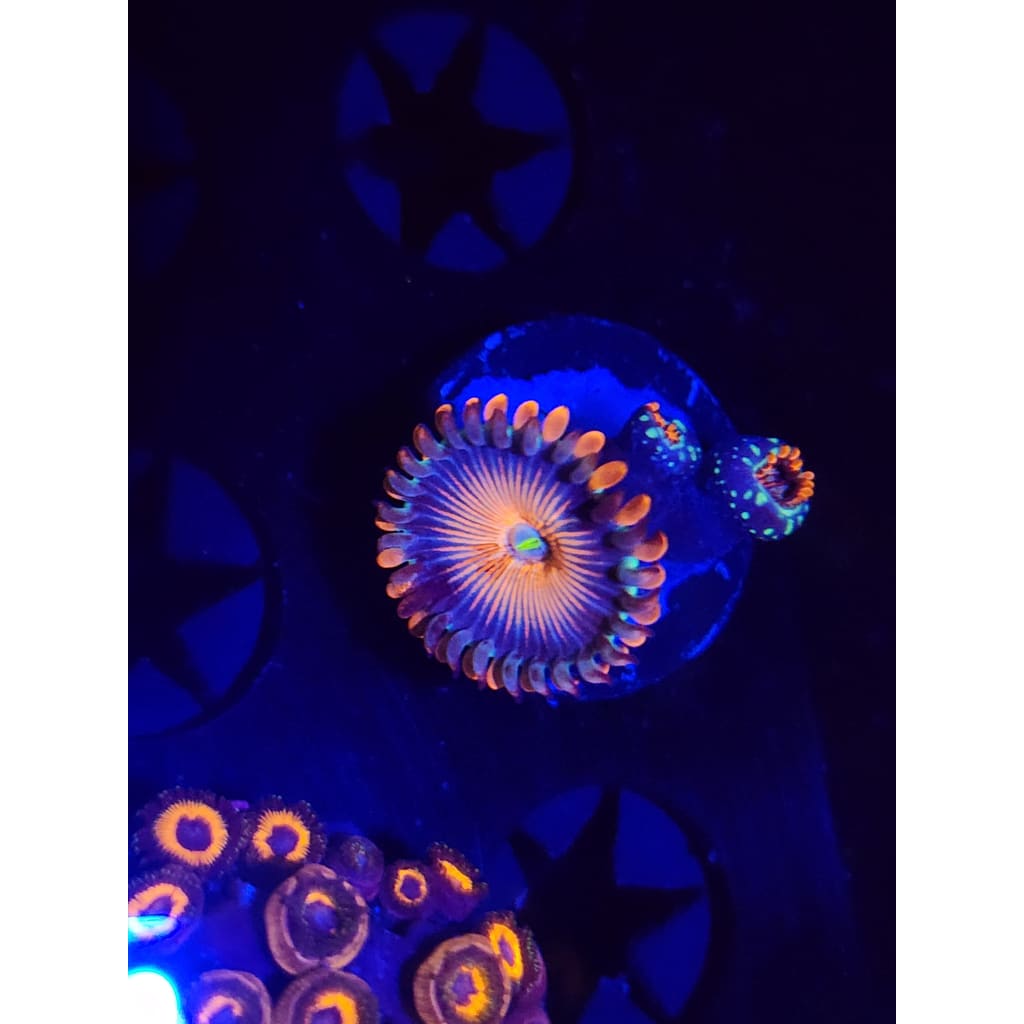 White Zombie Zoanthid Frag WYSIYWG!