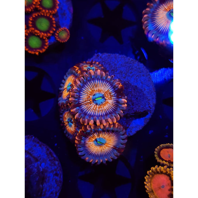 White Zombies Zoanthid Frag WYSIWYG!