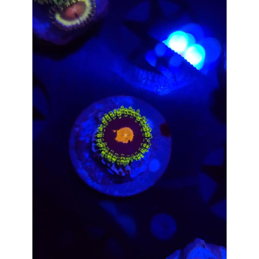 Widowmaker Zoanthid Frag WYSIWYG!