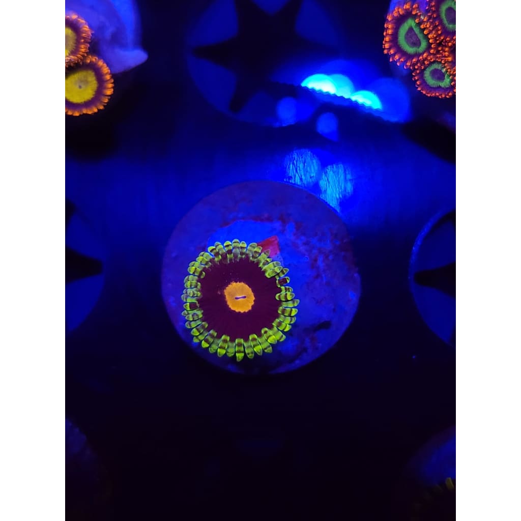 Widowmaker Zoanthid Frag WYSIWYG!