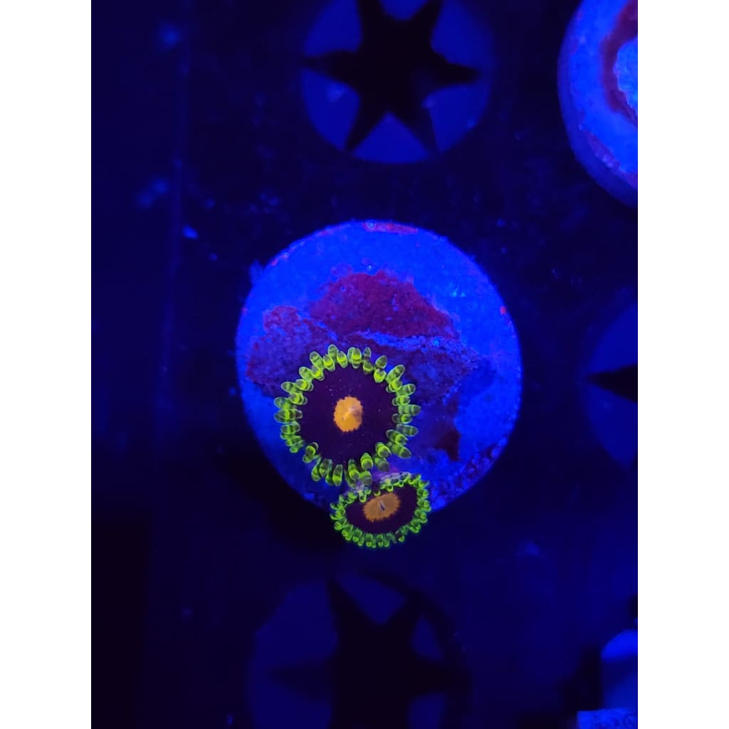 Widowmaker Zoanthid Frag WYSIWYG!