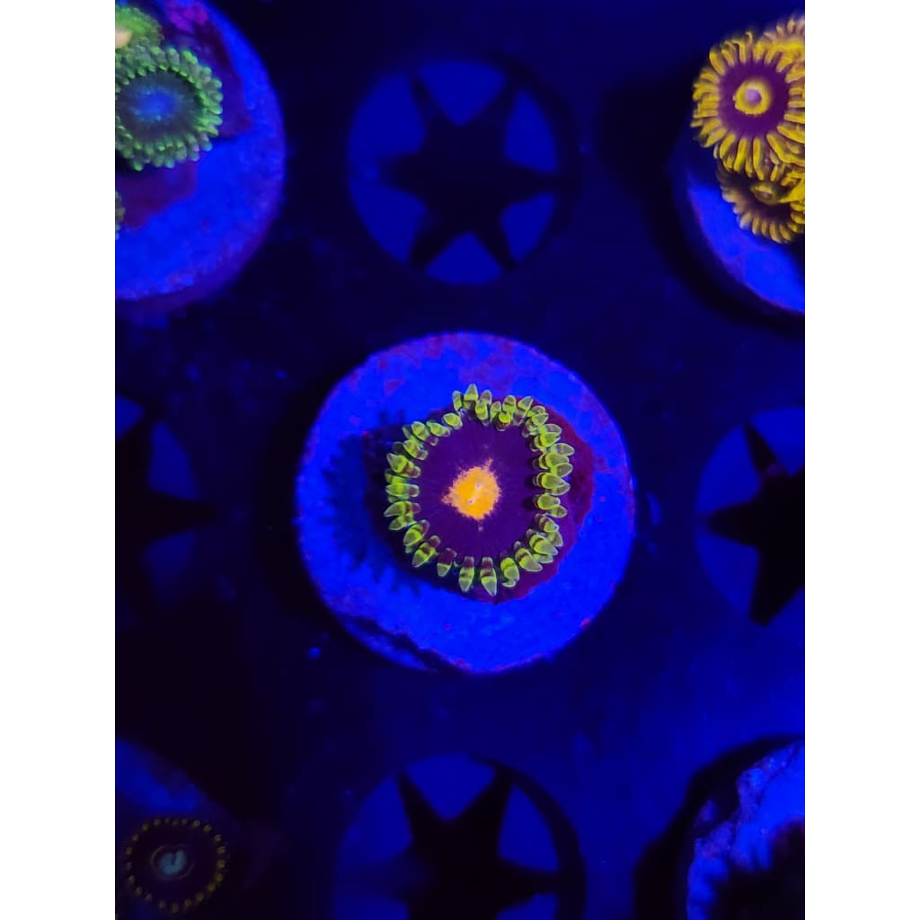 Widowmaker Zoanthid Frag WYSIWYG!