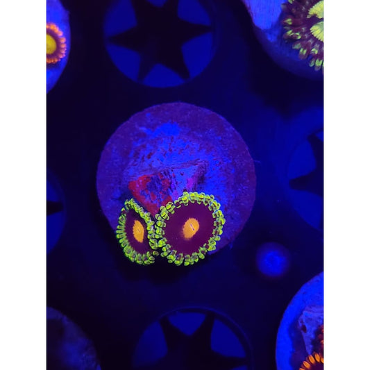 Widowmaker Zoanthid Frag WYSIWYG!