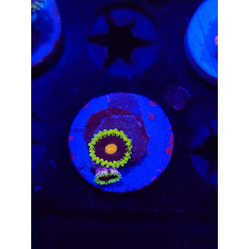 Widowmaker Zoanthid Frag WYSIWYG!