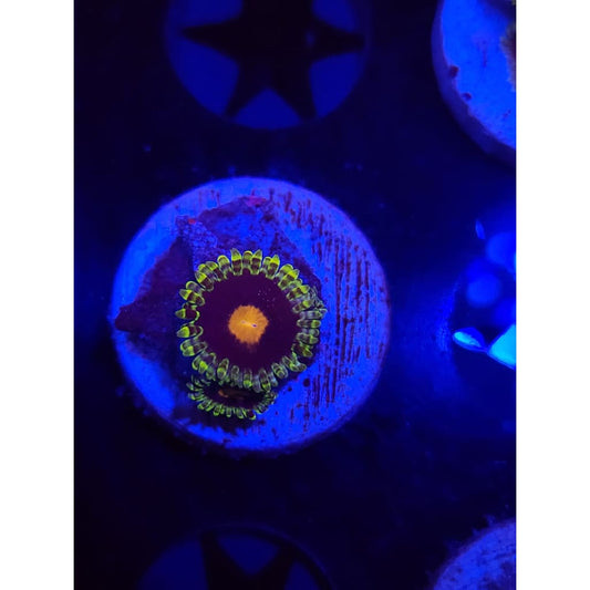 Widowmaker Zoanthid Frag WYSIYWG!
