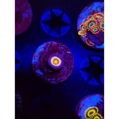 Wolverine Zoanthid Frag WYSIWYG!