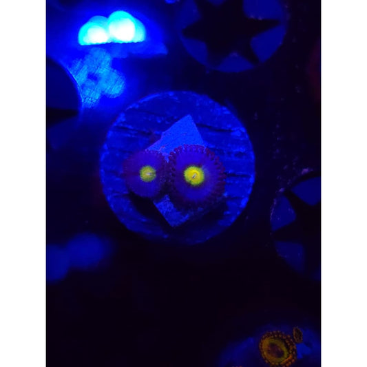 WWC AOI Zoanthid Frag WYSIWYG!