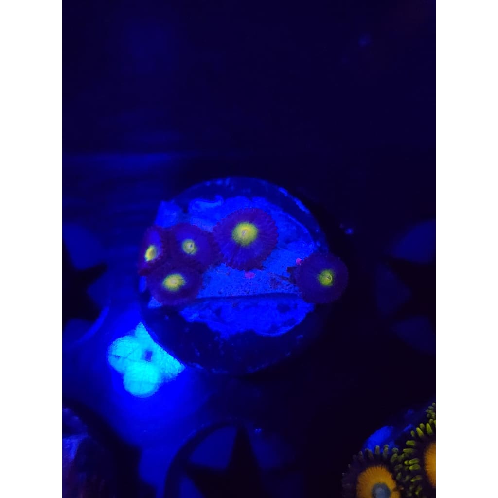 WWC AOI Zoanthid Frag WYSIWYG!