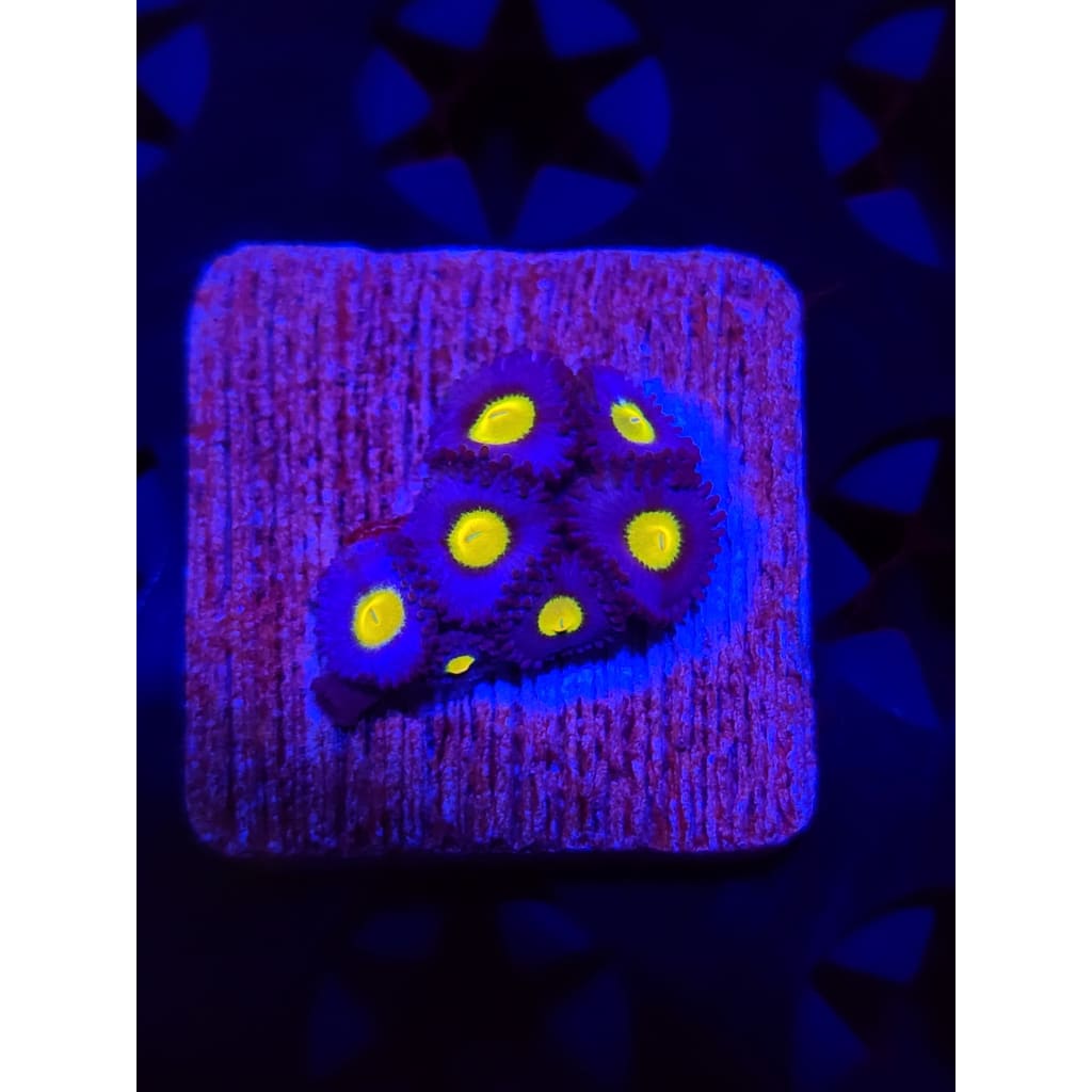 WWC AOI Zoanthid Frag WYSIWYG!