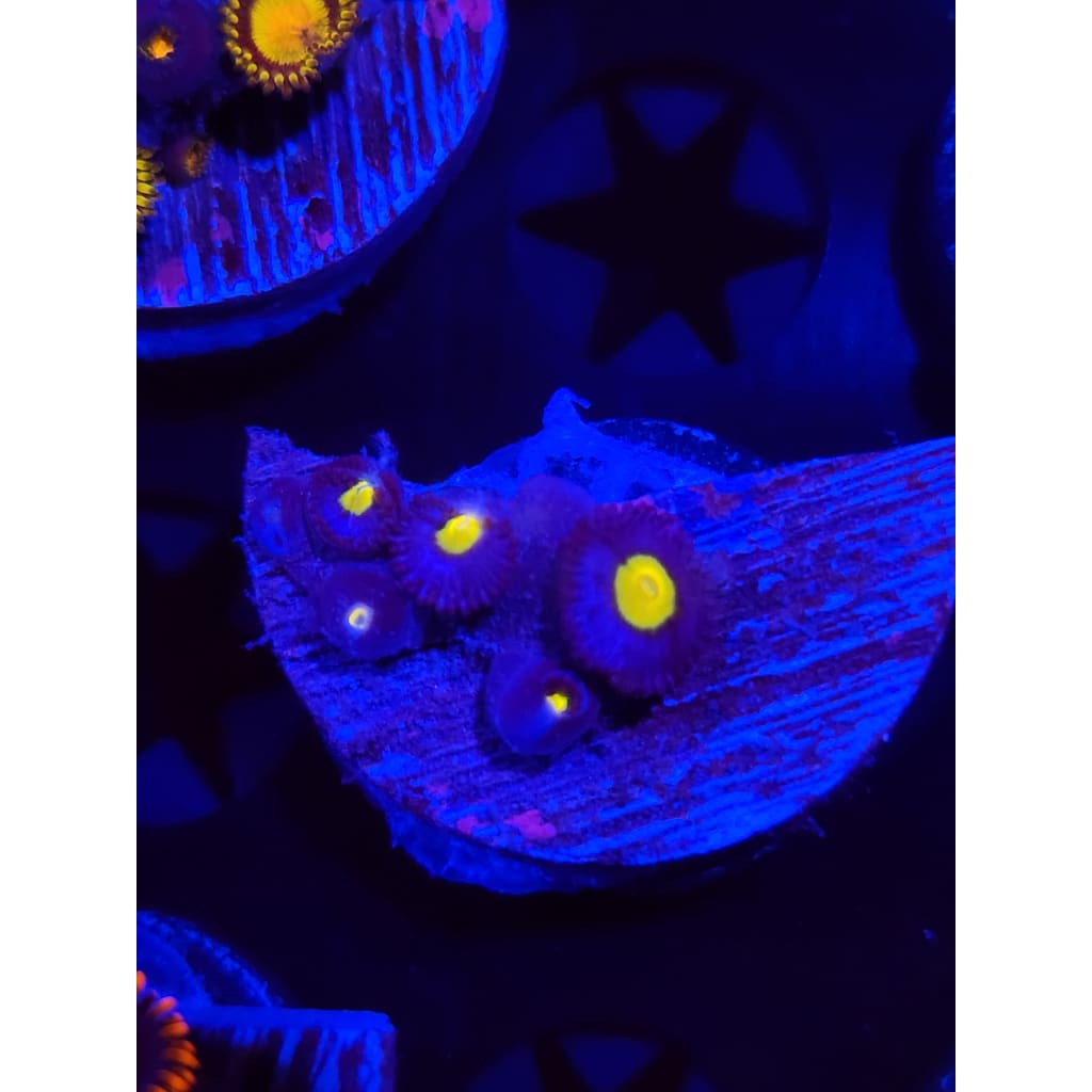WWC AOI Zoanthid Frag WYSIWYG!