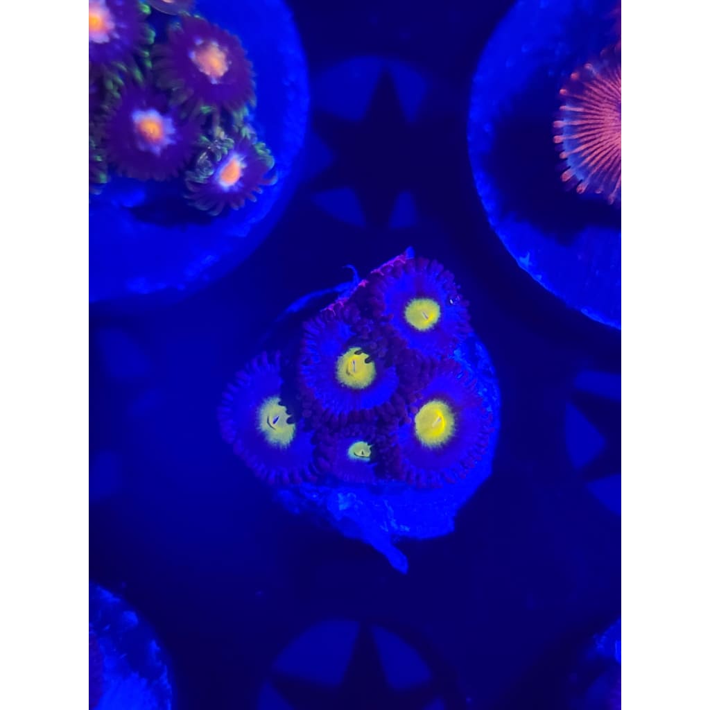 WWC AOI Zoanthid Frag WYSIWYG!