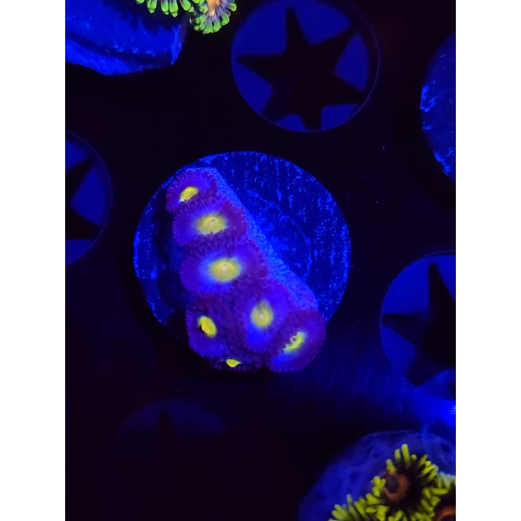 WWC AOI Zoanthid Frag WYSIWYG!
