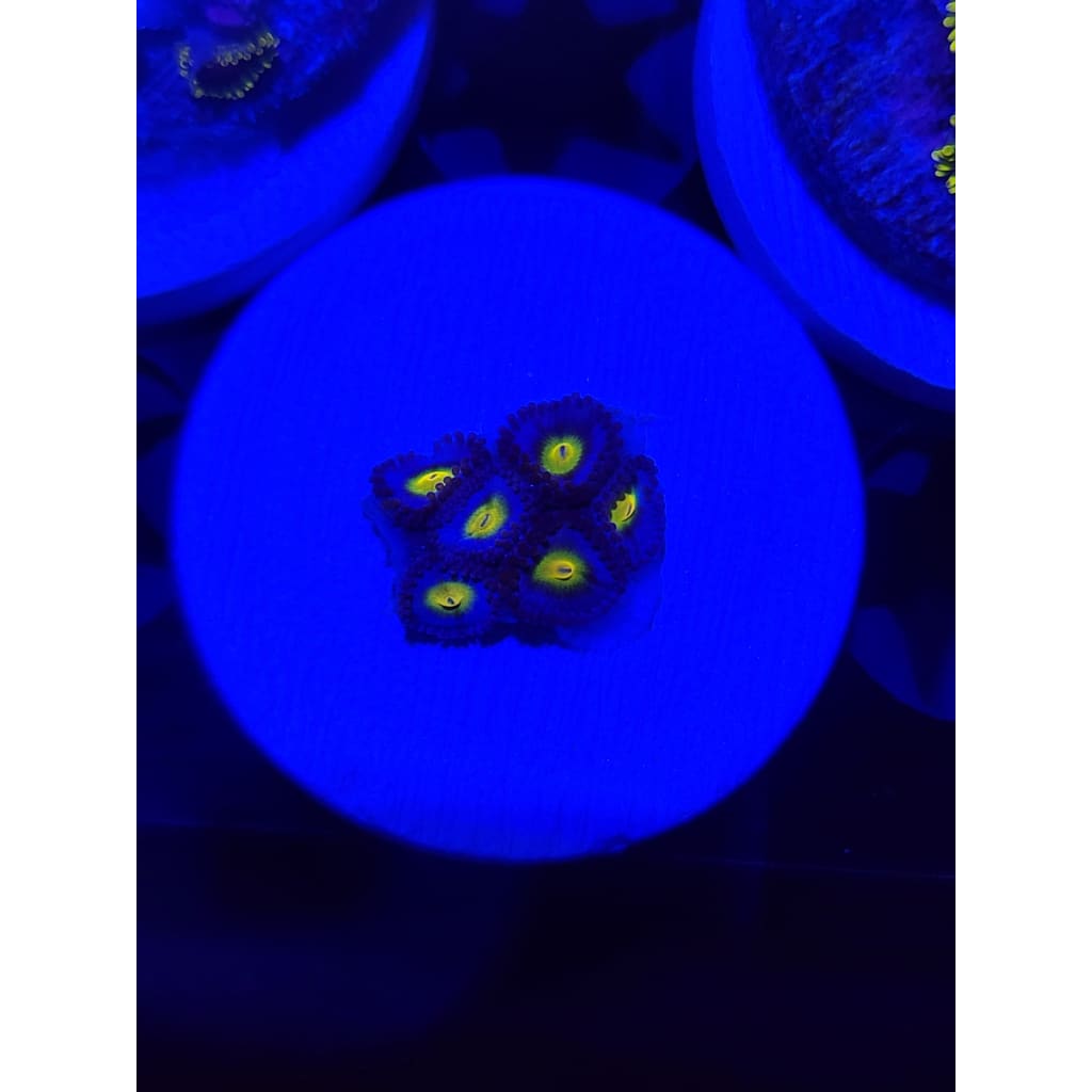 WWC AOI Zoanthid Frag WYSIWYG!