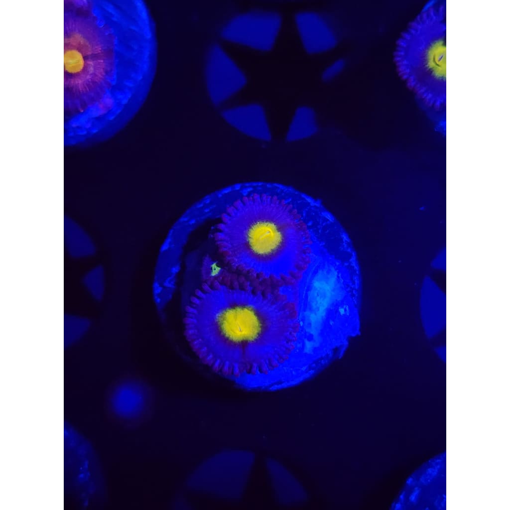 WWC AOI Zoanthid Frag WYSIWYG!