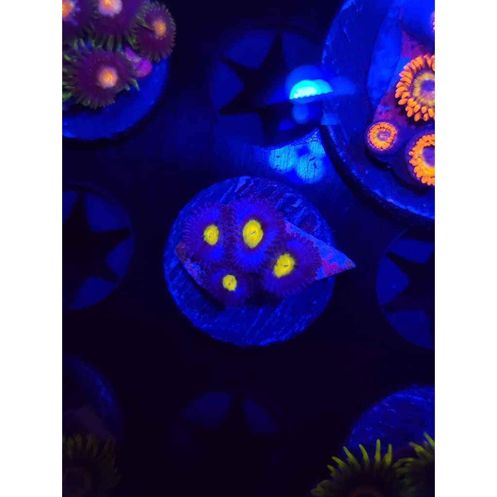 WWC AOI Zoanthid Frag WYSIWYG!