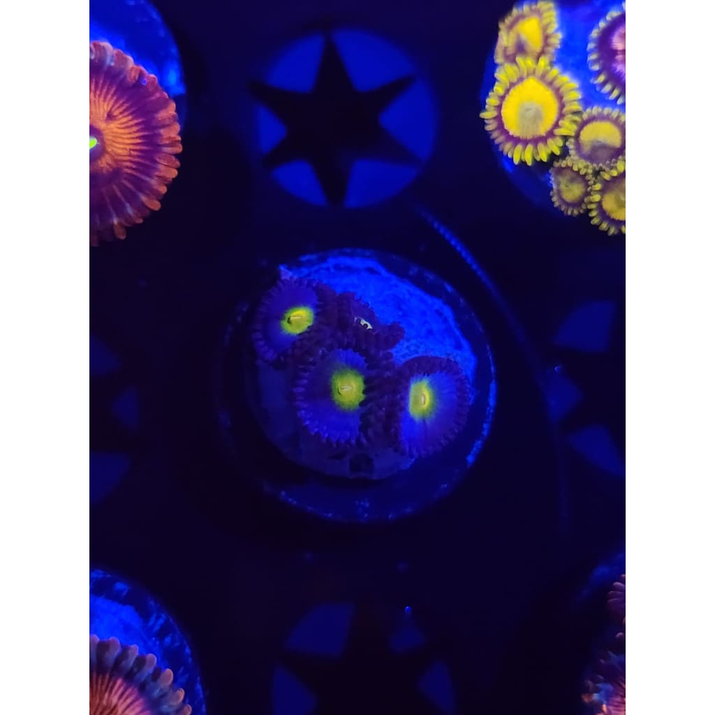WWC AOI Zoanthid Frag WYSIWYG!