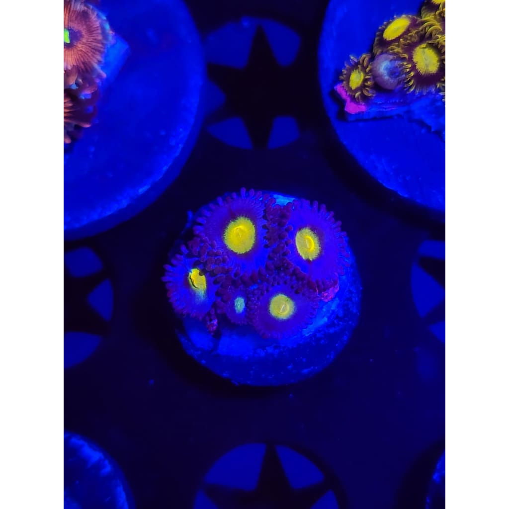 WWC AOI Zoanthid Frag WYSIWYG!