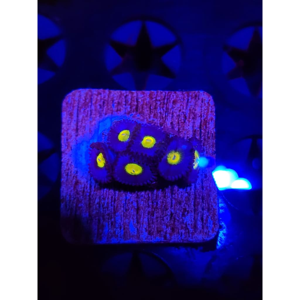 WWC AOI Zoanthid Frag WYSIWYG!