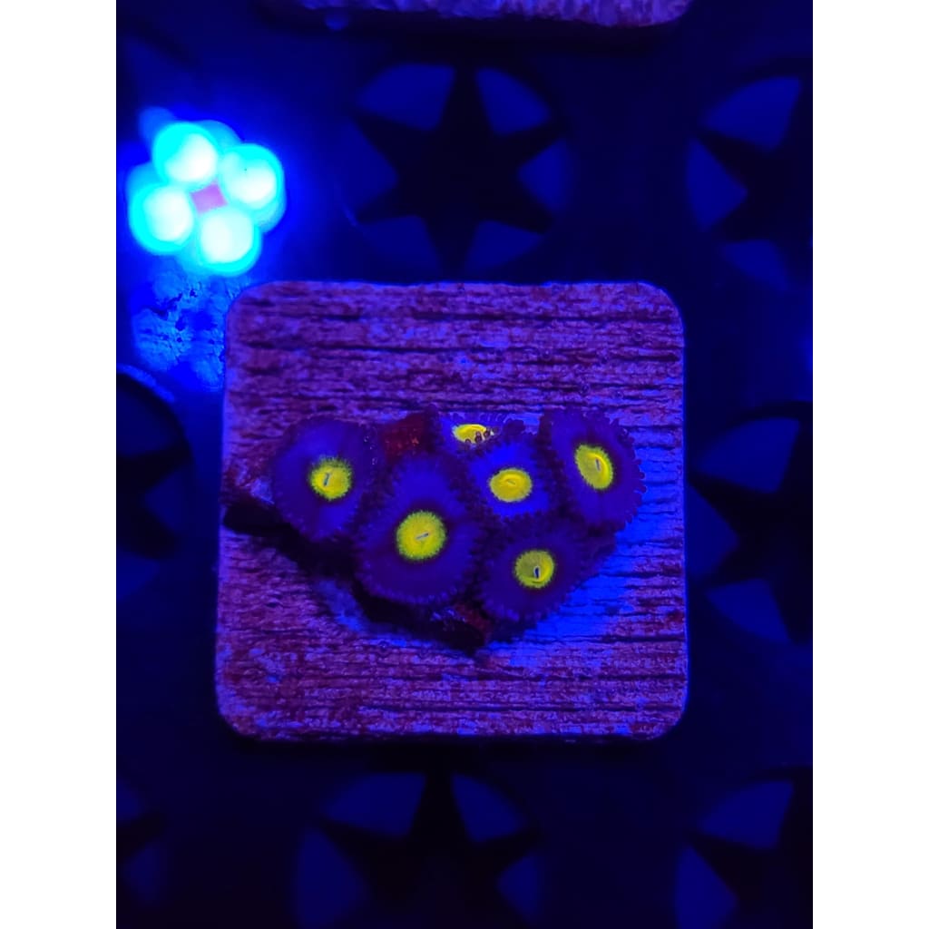 WWC AOI Zoanthid Frag WYSIWYG!