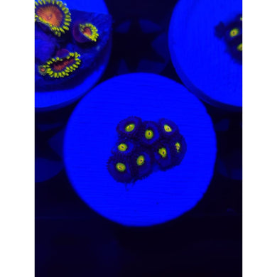 WWC AOI Zoanthid Frag WYSIWYG!