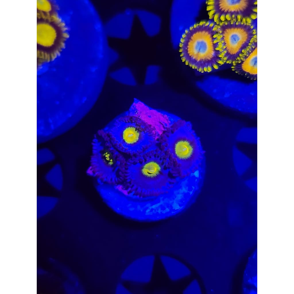 WWC AOI Zoanthid Frag WYSIWYG!