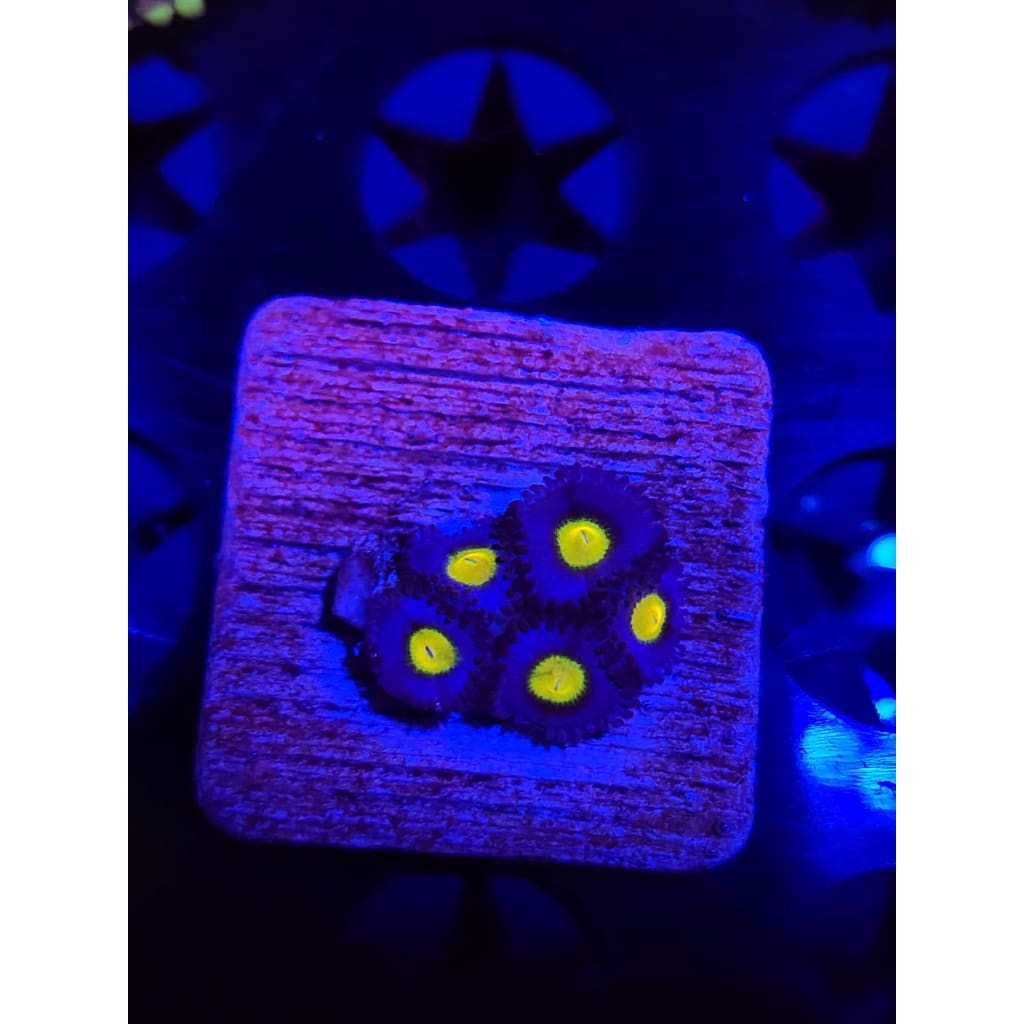 WWC AOI Zoanthid Frag WYSIWYG!
