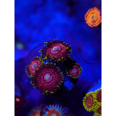 WWC Black Orchid Zoanthid Frag WYSIWYG!