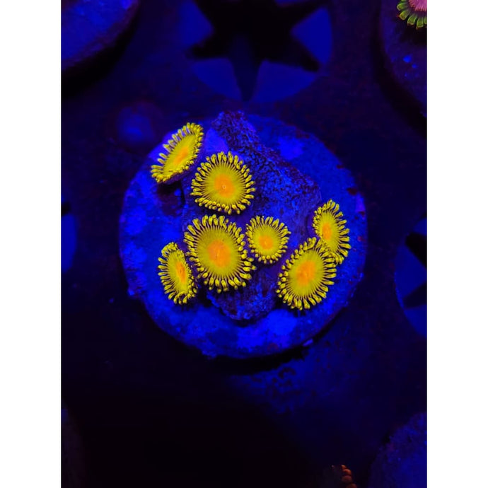 WWC Golden Gods Zoanthid Frag WYSIWYG!