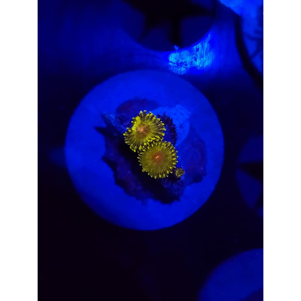 WWC Golden gods Zoanthid Frag WYSIWYG!