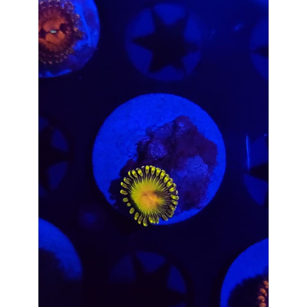 WWC golden gods Zoanthid Frag WYSIWYG!