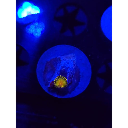 WWC Golden gods Zoanthid Frag WYSIWYG!