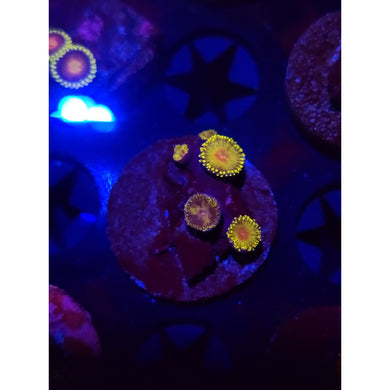 WWC Golden Gods Zoanthid Frag WYSIWYG!