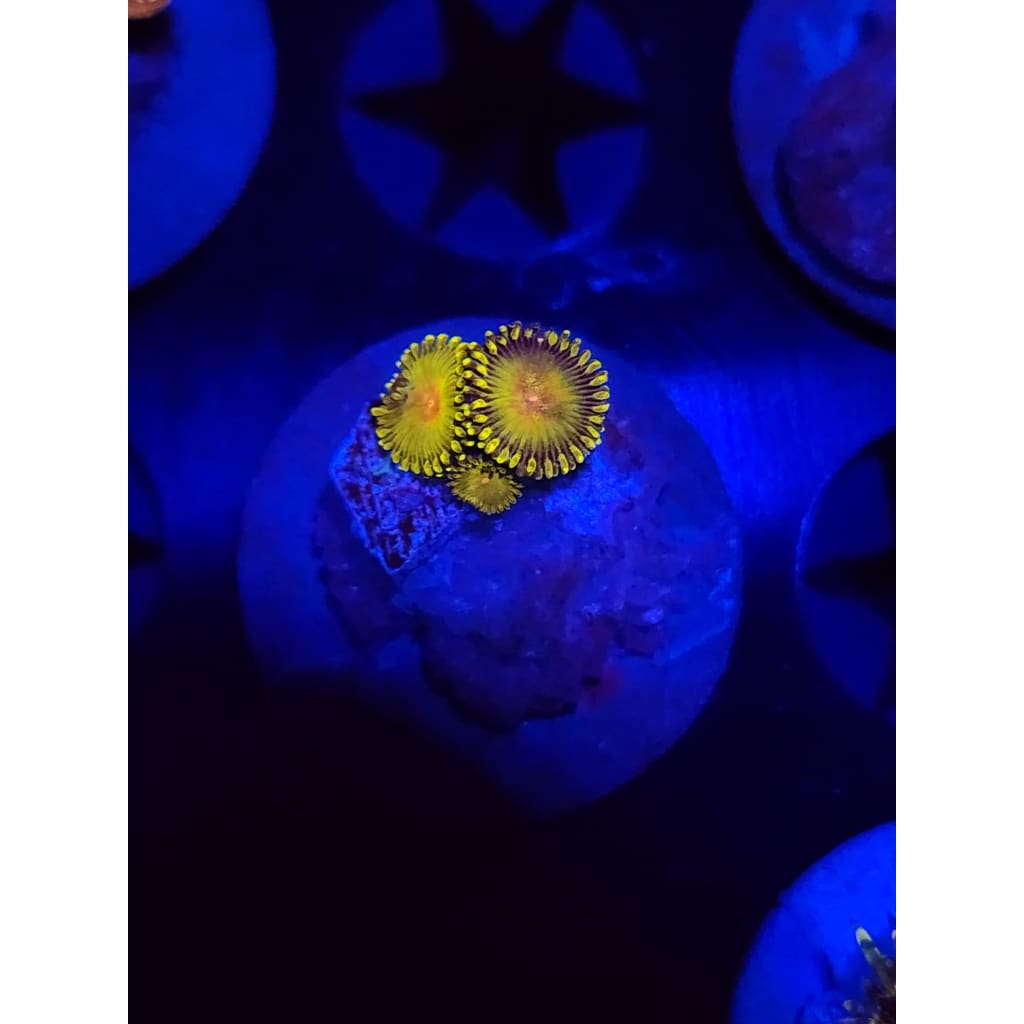 WWC Golden gods Zoanthid Frag WYSIWYG!
