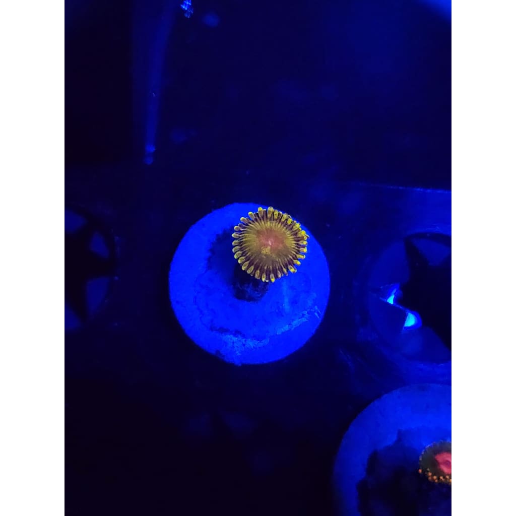 WWC Golden gods Zoanthid Frag WYSIWYG!