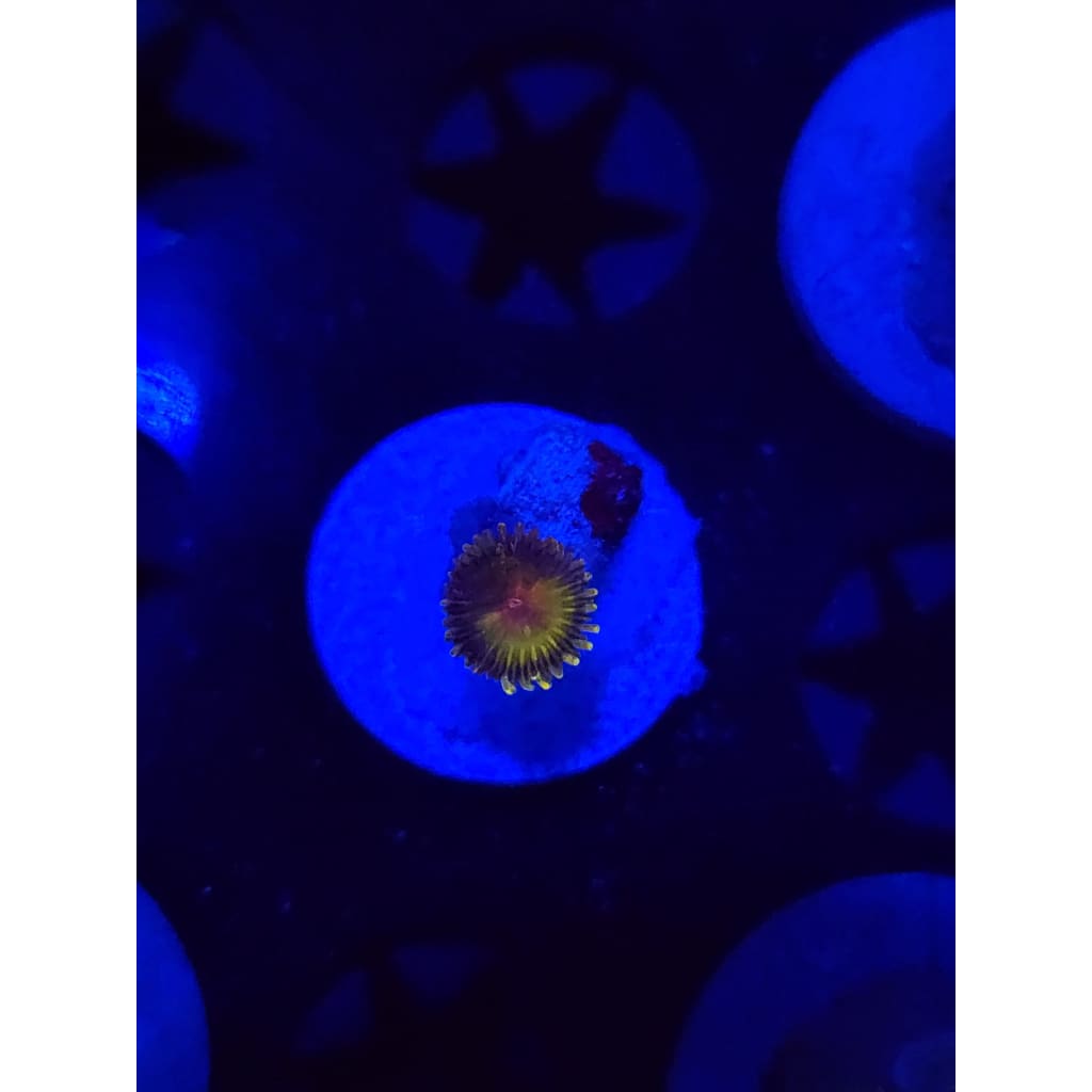 WWC Golden gods Zoanthid Frag WYSIWYG!