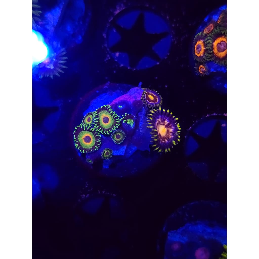 WWC Island Times Combo Zoanthid Frag WYSIWYG!