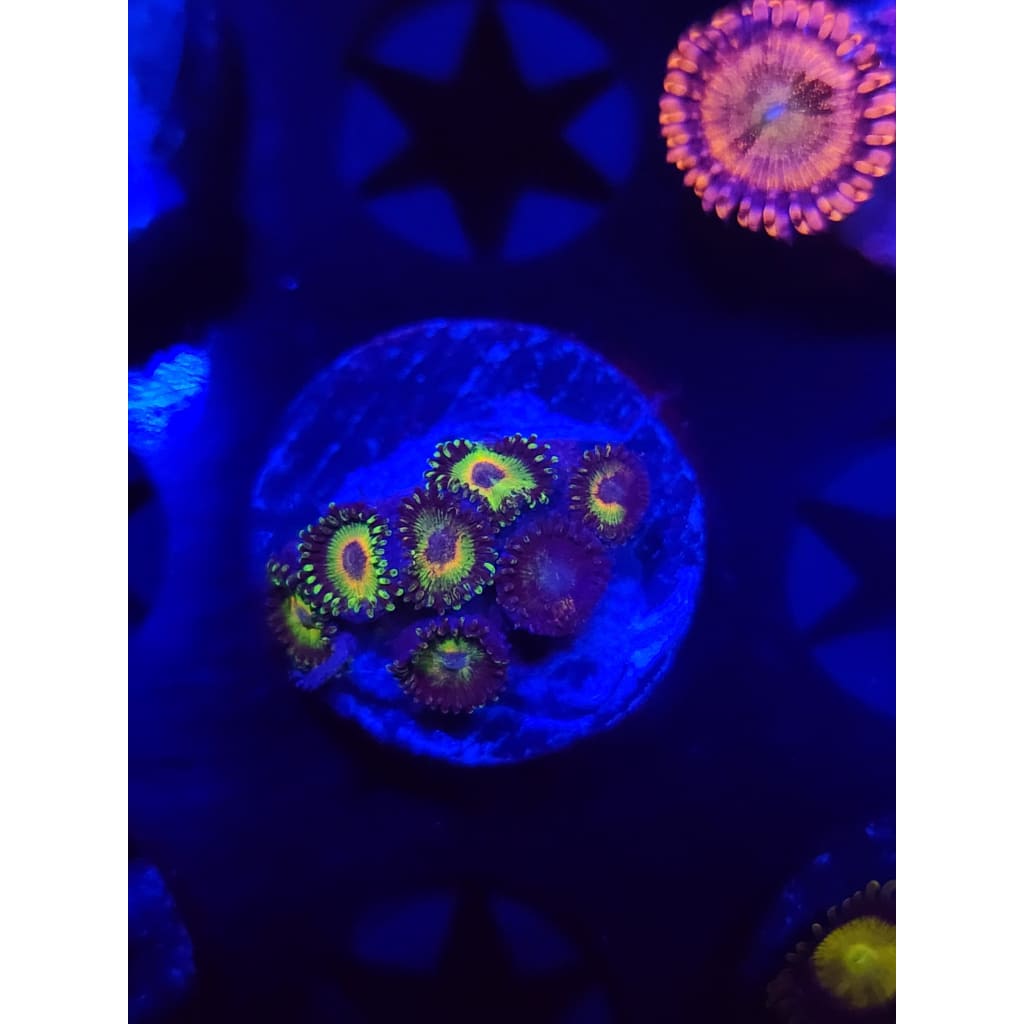 WWC Island Times Zoanthid Frag WYSIWYG!