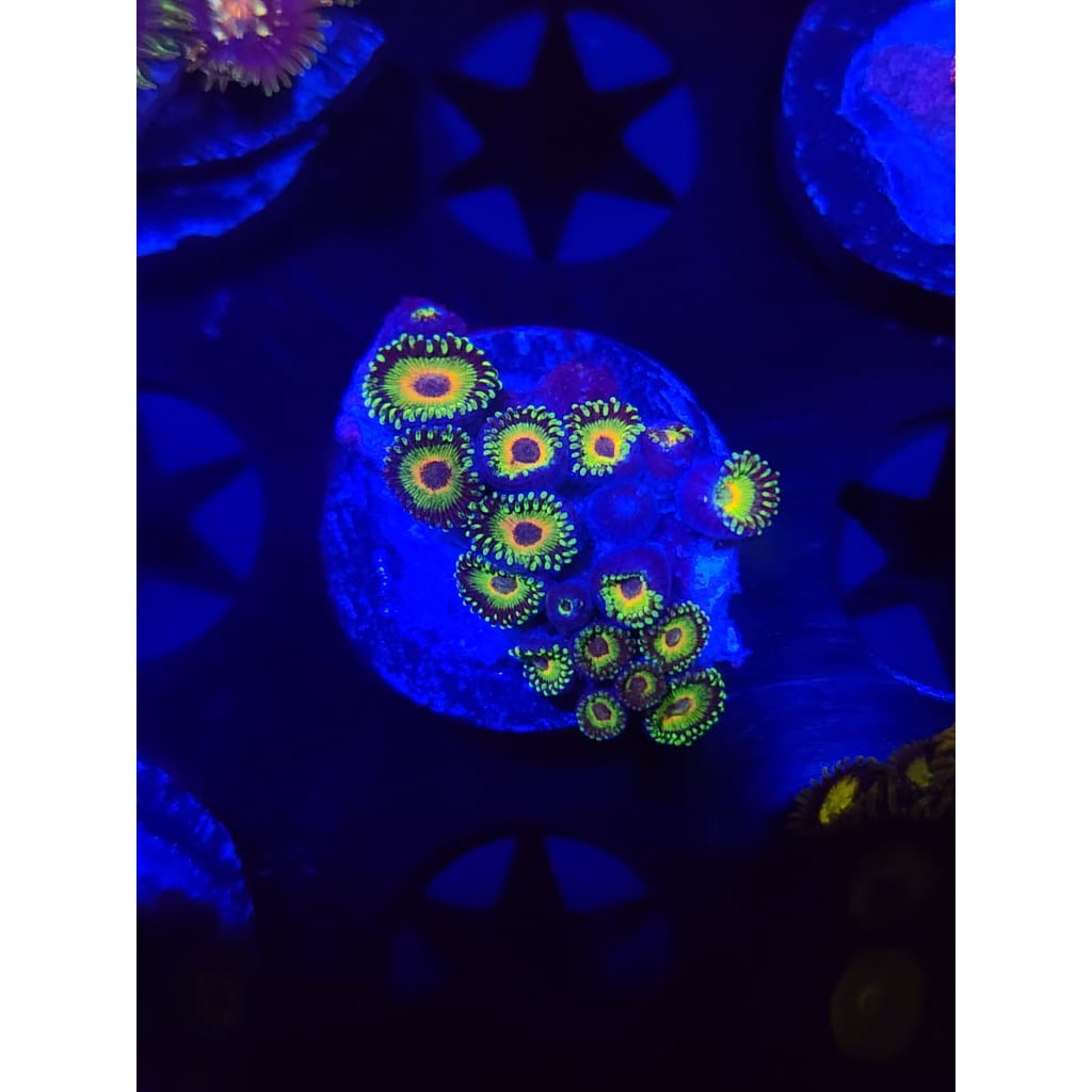 WWC Island Times Zoanthid Frag WYSIWYG!